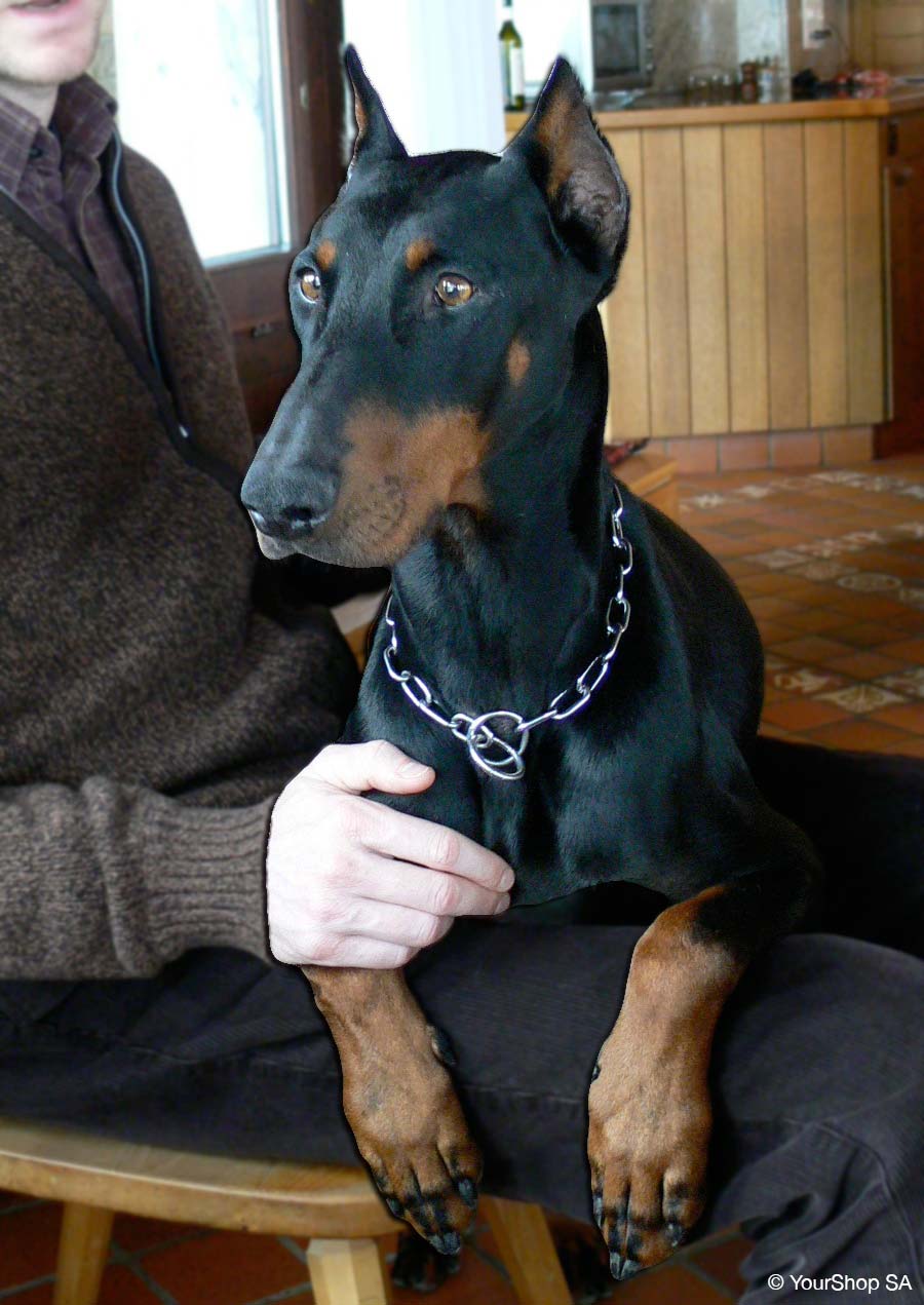 Dobermann