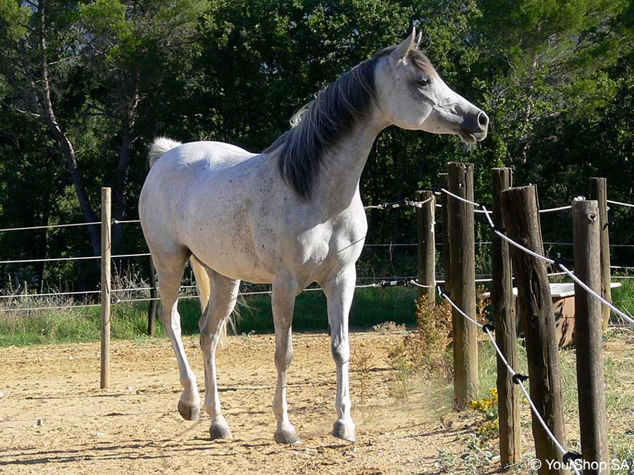 Jument Pur-Sang Arabe